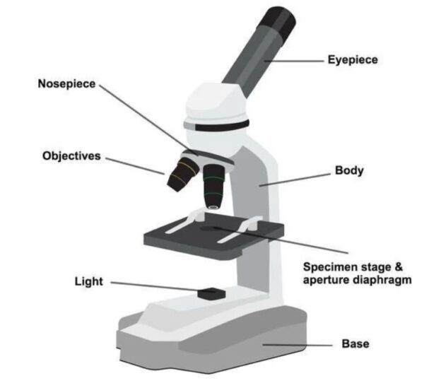 5 Types of Microscopes - Binotele
